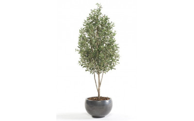 Árbol modelo Olivo Mini Decoplanta referencia 1806002 en Valencia