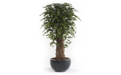 Árbol modelo Ficus Deluxe Decoplanta referencia 1802001 en Valencia