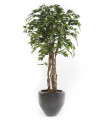 Árbol artificial Ficus Eco referencia 1802009