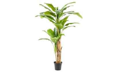 Árbol Platanero Multitronco referencia 1810004