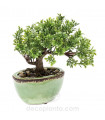 Mini Bonsái Ficus artificial referencia 419996