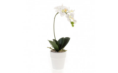 planta de decoracion mini orquídea decoplanta valencia 4171051