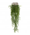Planta frondosa colgante Jazmín referencia 419270