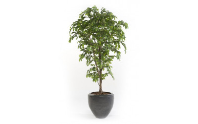 Árbol modelo Ficus Premium Decoplanta referencia 1802004 en Valencia